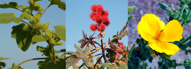 Microreserva de L' Estanyol